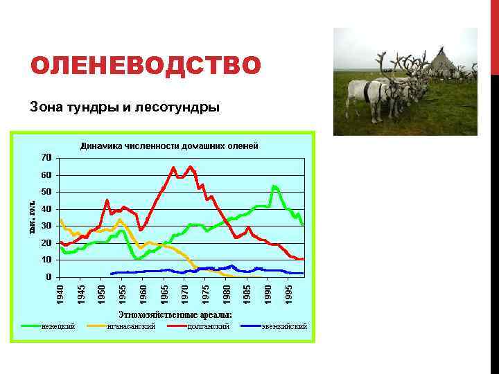 ОЛЕНЕВОДСТВО Зона тундры и лесотундры 