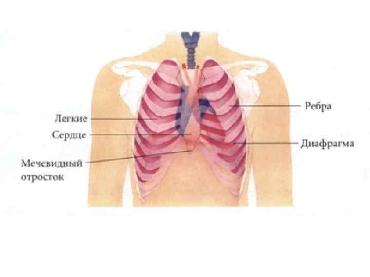 Местоположение легких. Расположение легких у человека. Расположение легких у человека спереди. Расположение лёгкого у человека. Легкие и ребра расположение.