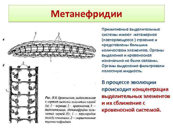 Метанефридии Примитивные выделительные системы имеют метамерное (повторяющееся ) строение и представлены большим количеством элементов.