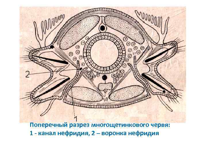 Поперечный разрез многощетинкового червя: 1 - канал нефридия, 2 – воронка нефридия 