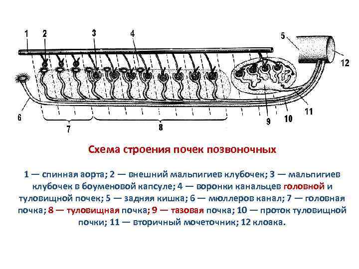 Ar схема строения