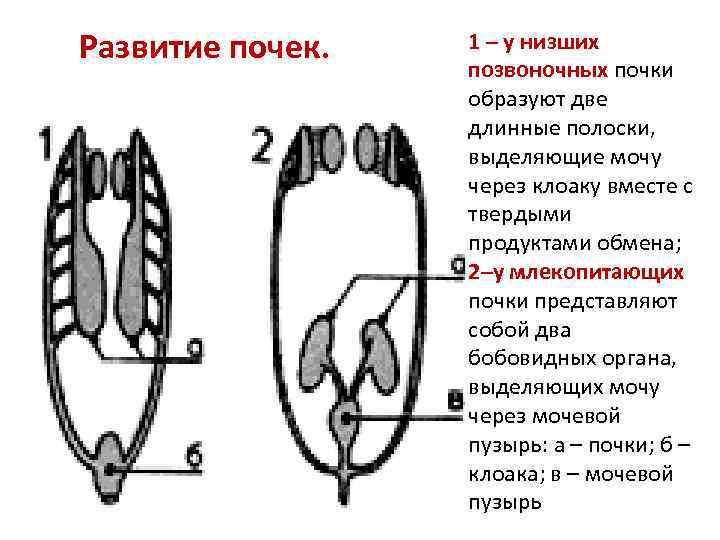 Развитие почек. 1 – у низших позвоночных почки образуют две длинные полоски, выделяющие мочу