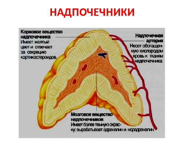 НАДПОЧЕЧНИКИ 