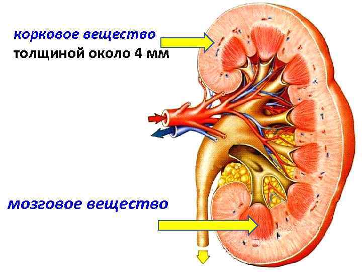 корковое вещество толщиной около 4 мм мозговое вещество 