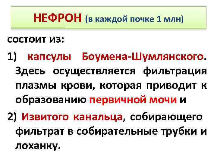 НЕФРОН (в каждой почке 1 млн) состоит из: 1) капсулы Боумена-Шумлянского. Здесь осуществляется фильтрация