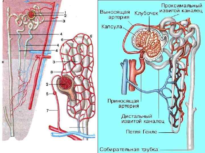 Органы выделения схема