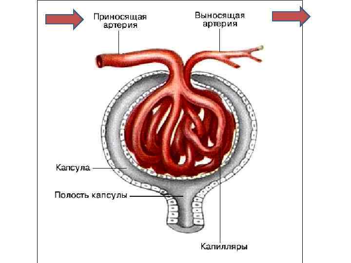 Что входит в состав изображенной на рисунке структуры выделительной системы человека