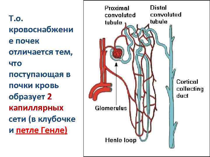 Органы выделения схема