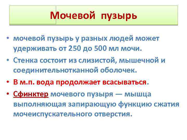 Мочевой пузырь • мочевой пузырь у разных людей может удерживать от 250 до 500