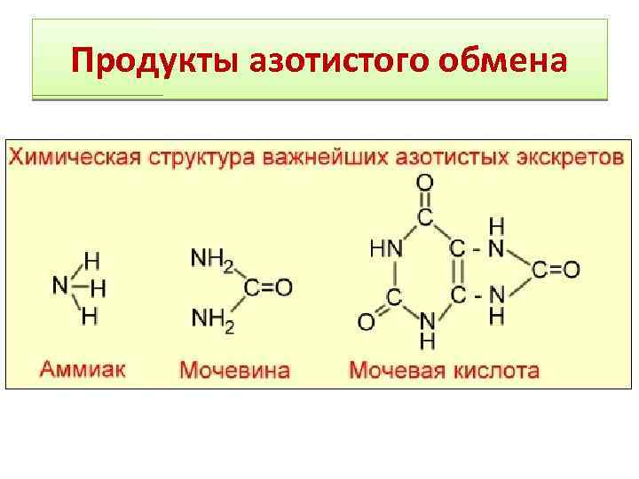 Продукты азотистого обмена 