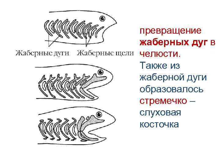 Что характерно для изображенного на рисунке животного ящерица жаберное дыхание