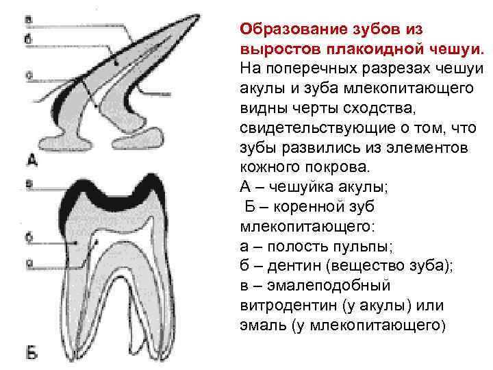 Образование зубов из выростов плакоидной чешуи. На поперечных разрезах чешуи акулы и зуба млекопитающего