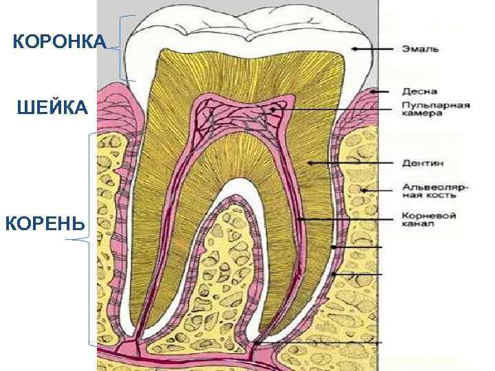 КОРОНКА ШЕЙКА КОРЕНЬ 