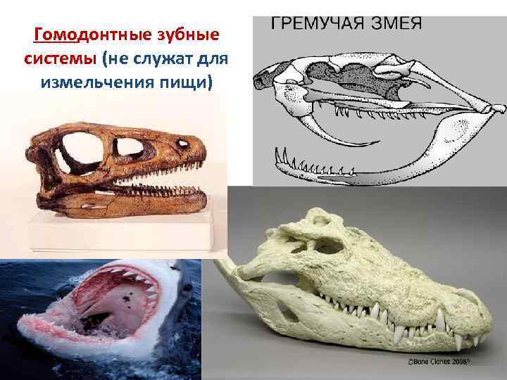 Гетеродонтная зубная система есть у льва. Гомодонтная и гетеродонтная. Гетеродонтная зубная система характерна для. Гетеродонтная зубная система у млекопитающих.