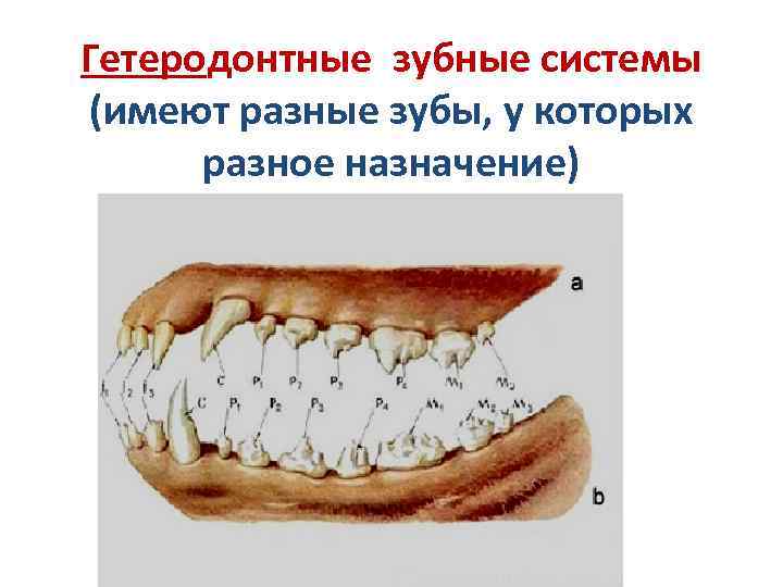 Гетеродонтная дифференцированная зубная система есть у льва. Гетеродонтная зубная система присуща. Гомодонтная зубная система у человека. Пищеварительная система зубы. Зубы человека гетеродонтные.