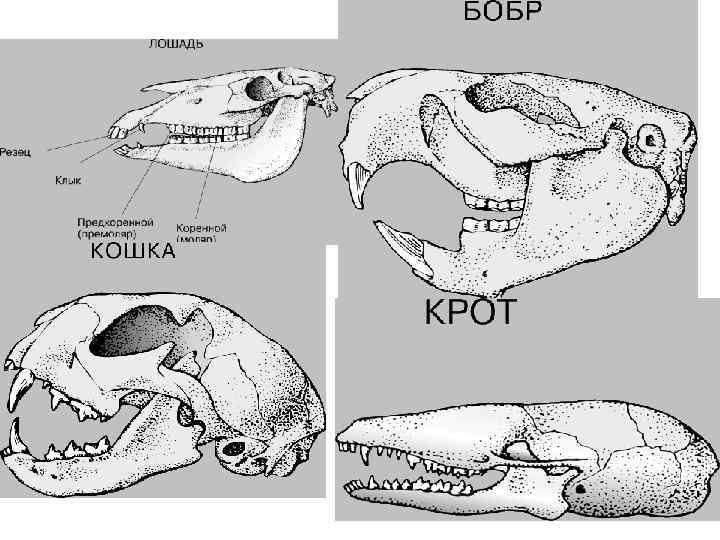 Формула зубов китообразных. Зубная формула лошади. Анатомия органов опоссума. Внутреннее строение опоссума. Пищеварительная система коалы схема.