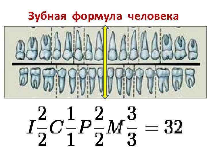 Зубная формула человека схема word