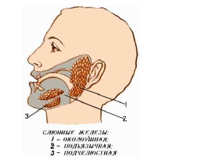 Где находятся слюнные железы у человека схема