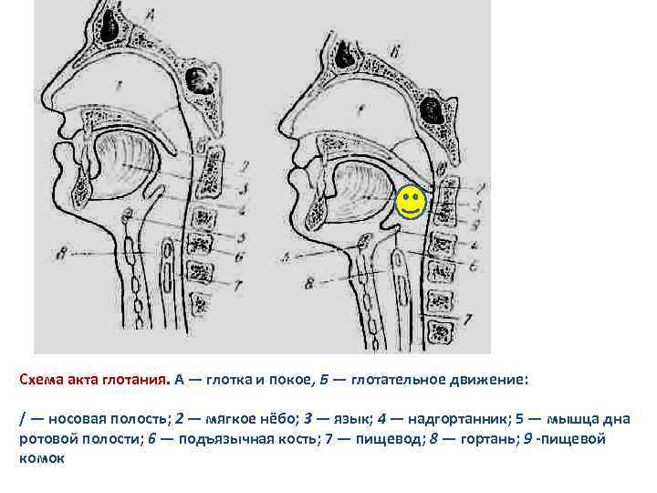 Замедленное глотание латынь. Схема глотания. Схема акта глотания. Глотание анатомия.