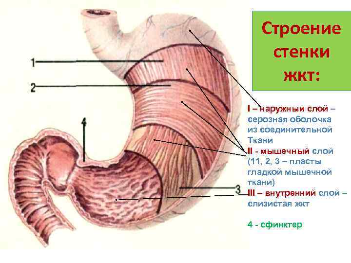 Строение стенки жкт: I – наружный слой – серозная оболочка из соединительной Ткани II