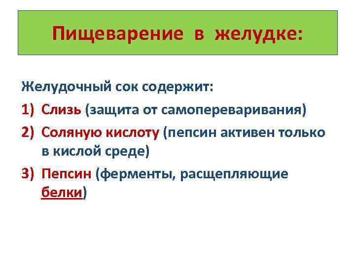 Пищеварение в желудке: Желудочный сок содержит: 1) Слизь (защита от самопереваривания) 2) Соляную кислоту