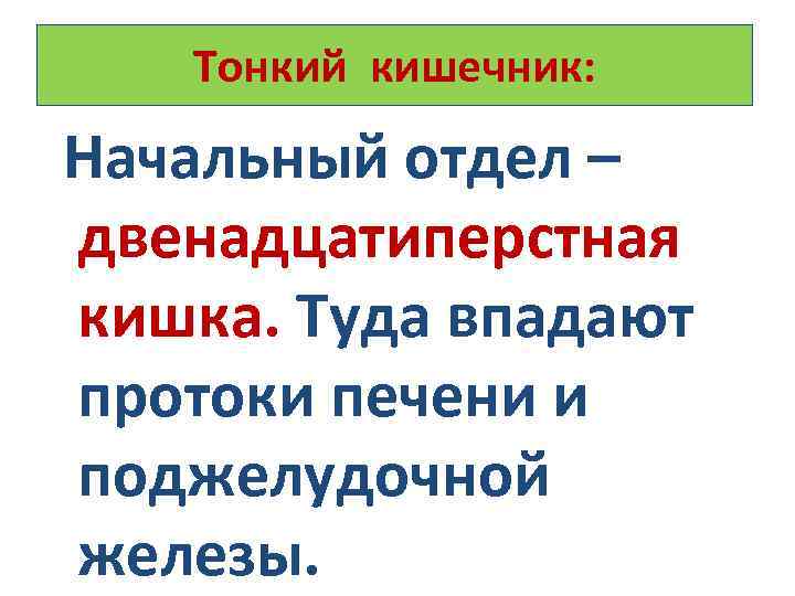 Тонкий кишечник: Начальный отдел – двенадцатиперстная кишка. Туда впадают протоки печени и поджелудочной железы.