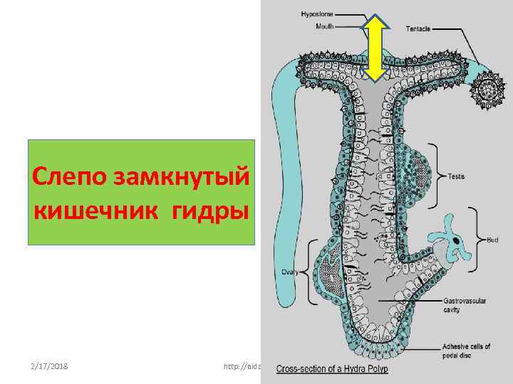 Слепо замкнутый кишечник гидры 2/17/2018 http: //aida. ucoz. ru 6 