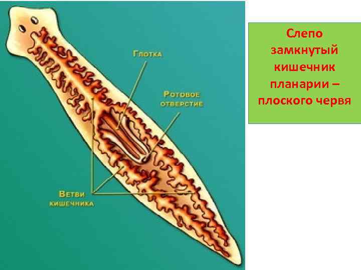 Слепо замкнутый кишечник планарии – плоского червя 