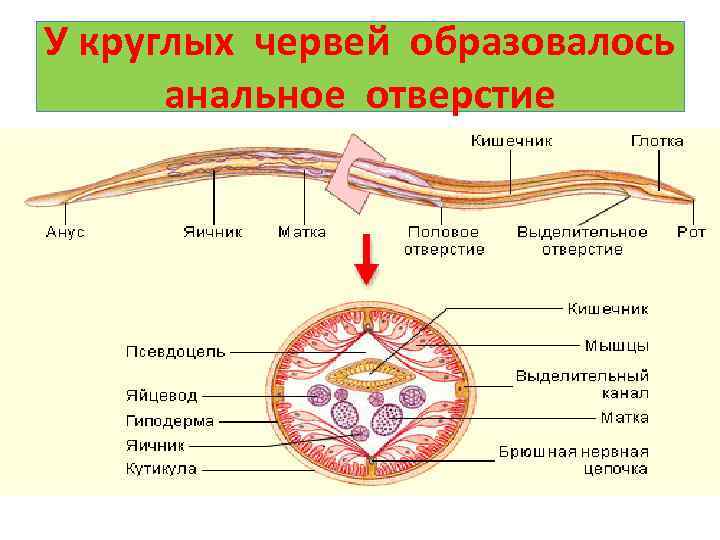 У круглых червей образовалось анальное отверстие 