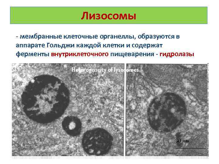 Лизосомы в каких клетках