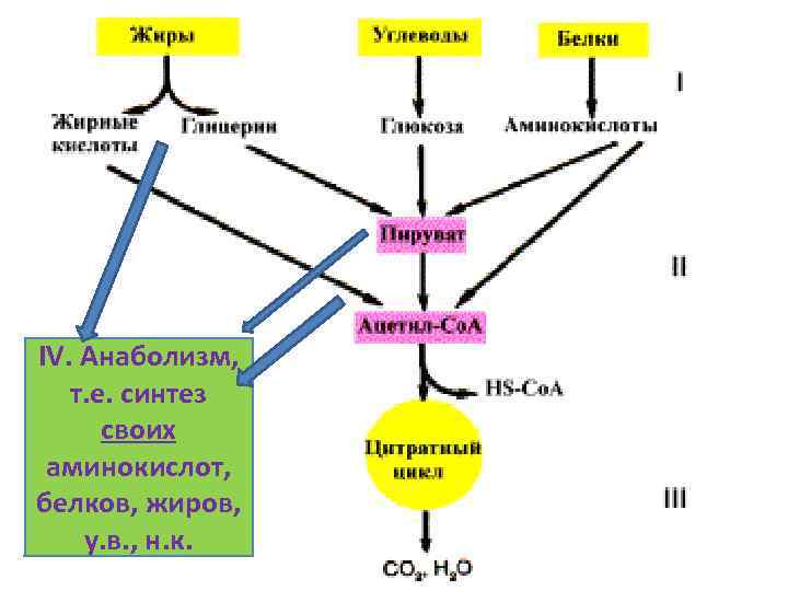 Е синтез