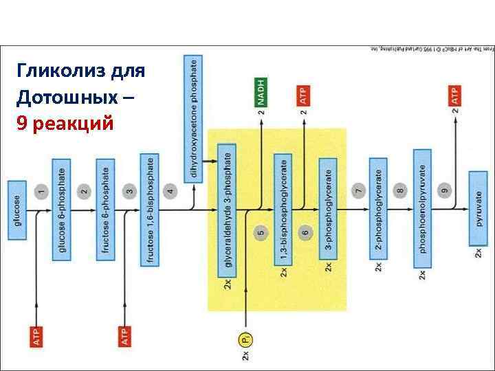 Гликолиз для Дотошных – 9 реакций 