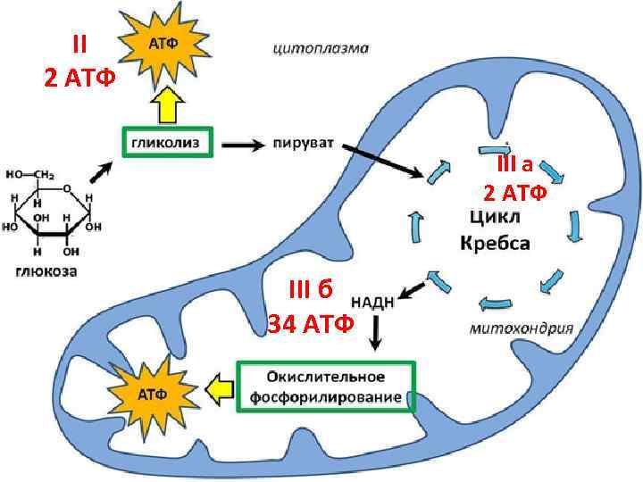 II 2 АТФ III a 2 АТФ III б 34 АТФ 