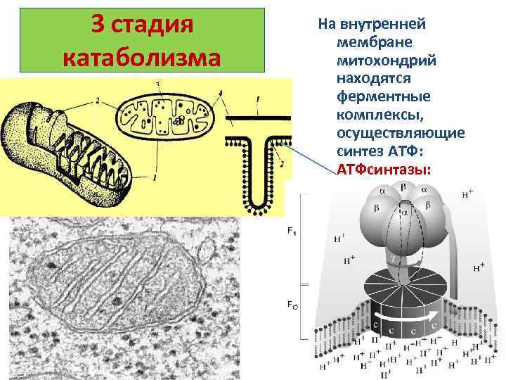 3 стадия катаболизма На внутренней мембране митохондрий находятся ферментные комплексы, осуществляющие синтез АТФ: АТФсинтазы: