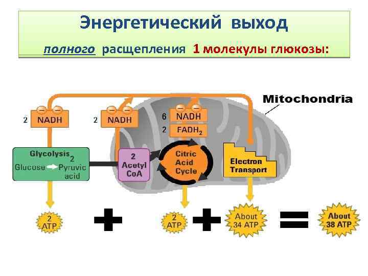 Полное расщепление молекулы глюкозы