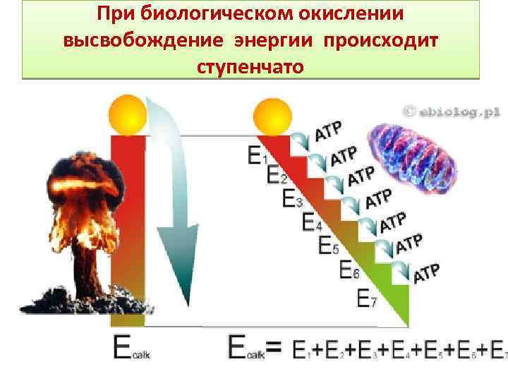При биологическом окислении высвобождение энергии происходит ступенчато 