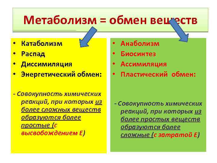 Обмен веществ ассимиляция