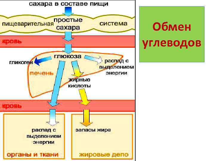 Обмен углеводов 