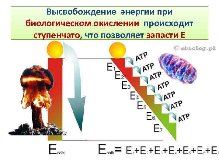 Высвобождение энергии при биологическом окислении происходит ступенчато, что позволяет запасти Е 