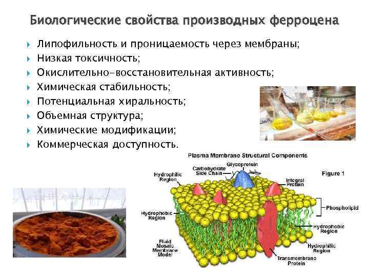 Биологические свойства производных ферроцена Липофильность и проницаемость через мембраны; Низкая токсичность; Окислительно-восстановительная активность; Химическая