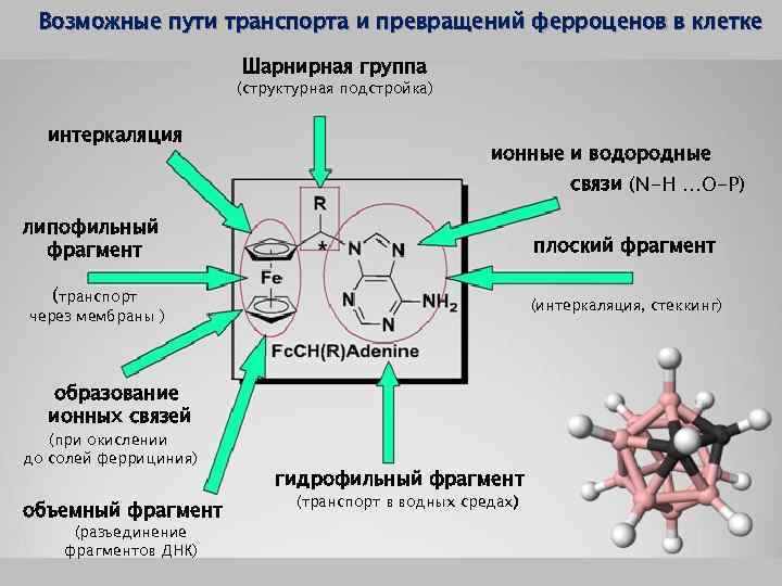 Возможные пути транспорта и превращений ферроценов в клетке Шарнирная группа (структурная подстройка) интеркаляция ионные