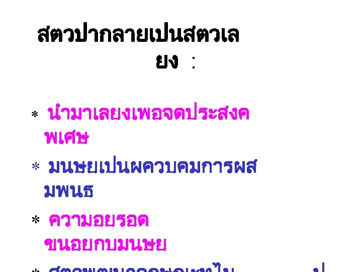 สตวปากลายเปนสตวเล ยง : นำมาเลยงเพอจดประสงค พเศษ * มนษยเปนผควบคมการผส มพนธ * ความอยรอด ขนอยกบมนษย * 