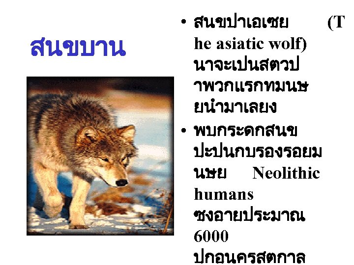 สนขบาน • สนขปาเอเซย (T he asiatic wolf) นาจะเปนสตวป าพวกแรกทมนษ ยนำมาเลยง • พบกระดกสนข ปะปนกบรองรอยม นษย