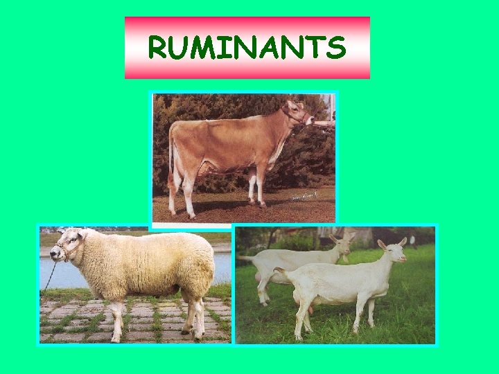 RUMINANTS 