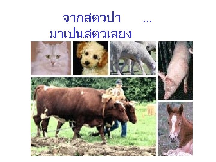 จากสตวปา … มาเปนสตวเลยง 