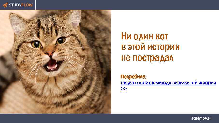 Ни один кот в этой истории не пострадал Подробнее: видео о котах о методе