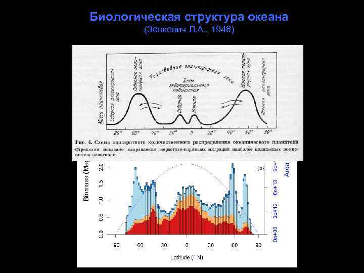 Биологическая структура океана (Зенкевич Л. А. , 1948) 