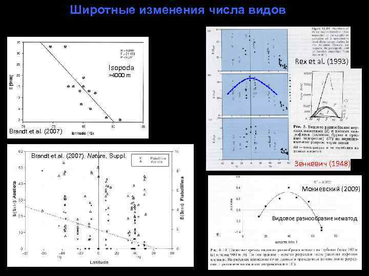 Широтные изменения числа видов Isopoda Rex et al. (1993) >4000 m Brandt et al.