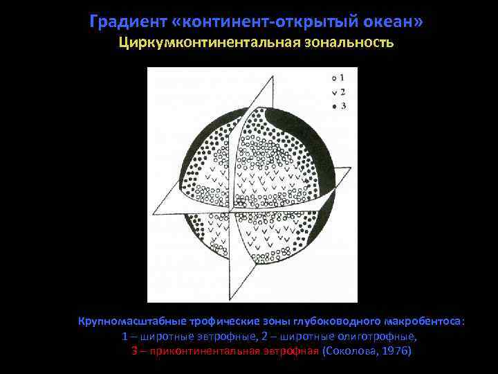 Градиент «континент-открытый океан» Циркумконтинентальная зональность Крупномасштабные трофические зоны глубоководного макробентоса: 1 – широтные эвтрофные,