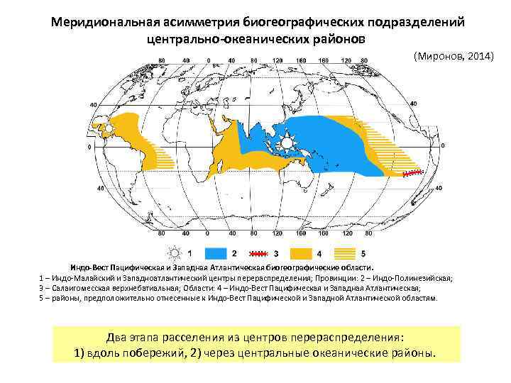Меридиональная асимметрия биогеографических подразделений центрально-океанических районов (Миронов, 2014) Индо-Вест Пацифическая и Западная Атлантическая биогеографические